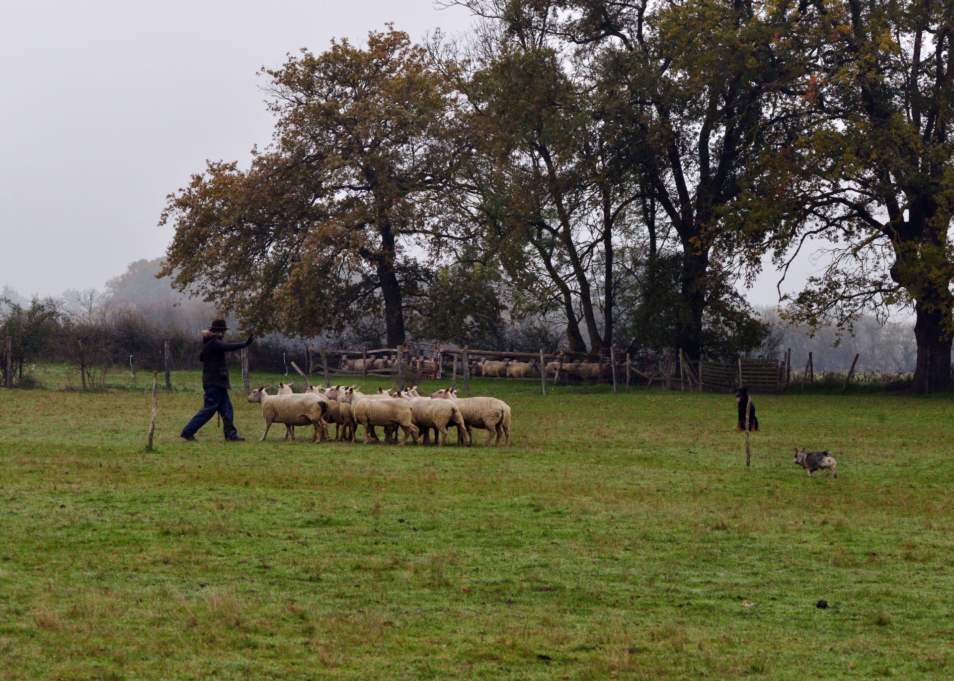 2019_nvember_schapen_frankrijk